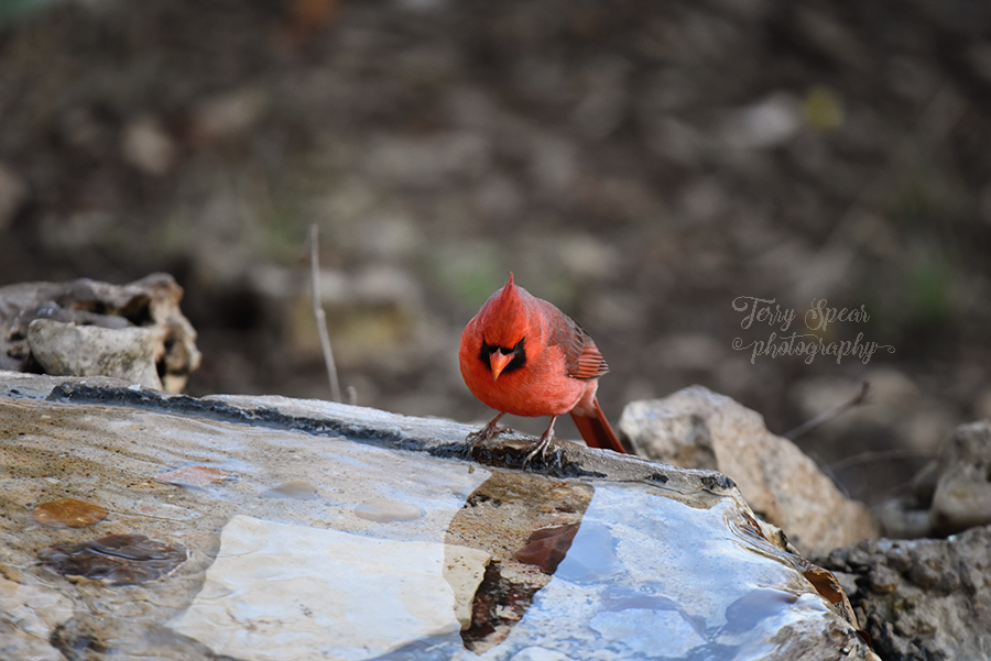 Cardinal Seeing Reflection I Said No! | Terry Spear's Shifters