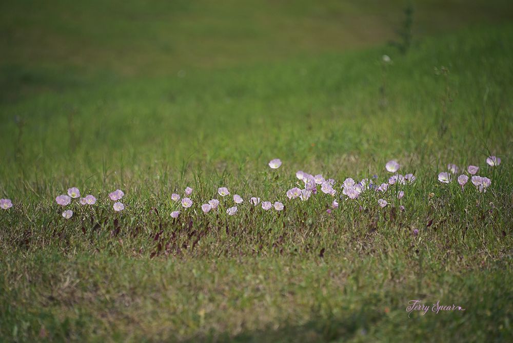 pink buttercup growing wild 1000 039 Terry Spear's Shifters
