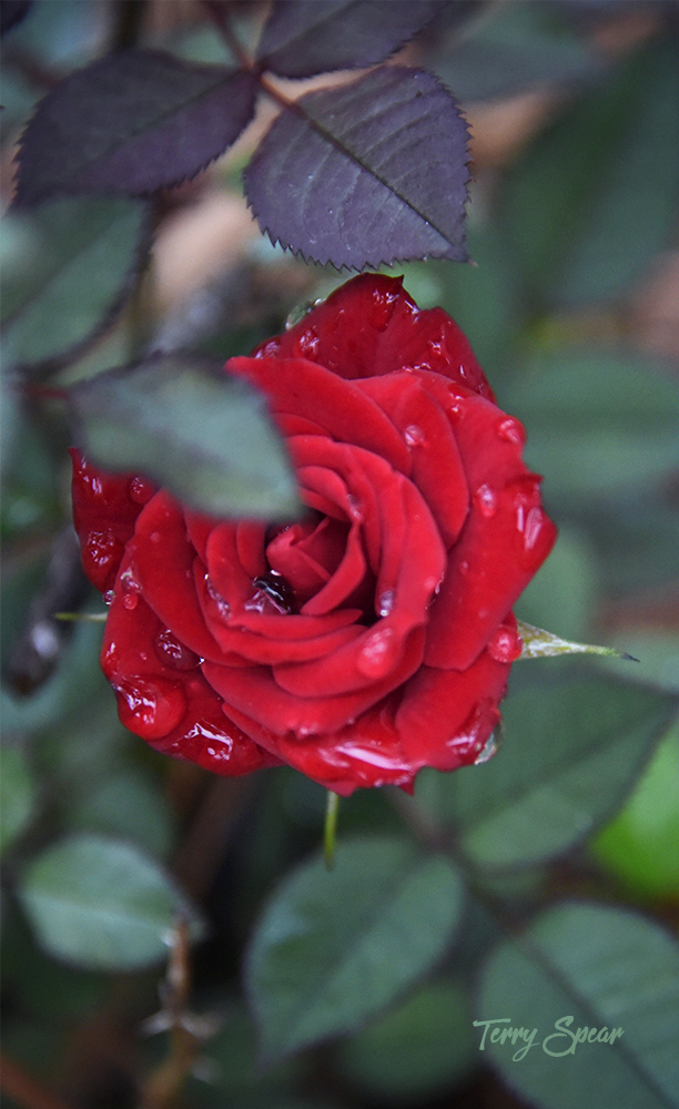 Red Roses Try Try, Try Again… | Terry Spear's Shifters