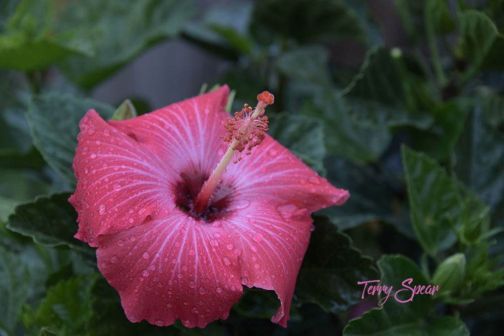 Braided Hibiscus with Multiple Colors Terry Spear's Shifters